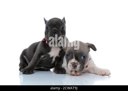 Un chien de taureau français motivé, regardant vers l'avant, s'asseyant côte à côte sur fond blanc de studio, avec des cols rouges Banque D'Images