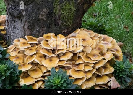 Champignons poussant autour de la base de l'arbre pourri Banque D'Images