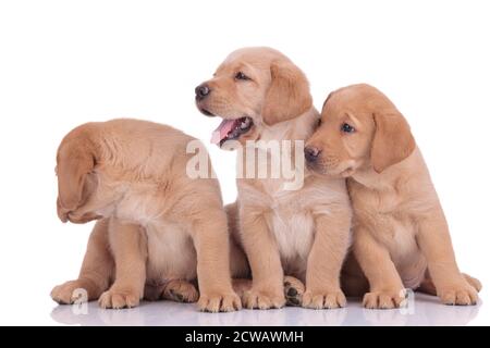 couple mignon de chiens labrador retriever avec fourrure jaune assis et en regardant de côté et derrière heureux sur fond blanc de studio Banque D'Images