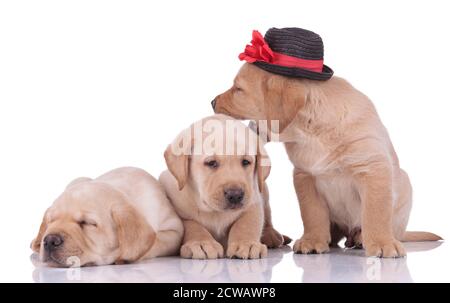 deux adorables chiens labrador retriever à fourrure jaune couchée et se reposer à côté d'un autre portant un chapeau et enjoué sur fond de studio blanc Banque D'Images