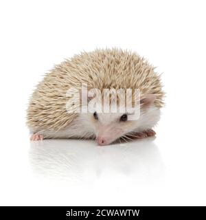 mignon hérisson albinos avec fourrure blanche couché vers le bas alerte on fond de studio blanc Banque D'Images