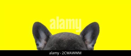 gros plan d'un chien de boudogue français exposant seulement son oreilles et front sur fond jaune studio Banque D'Images