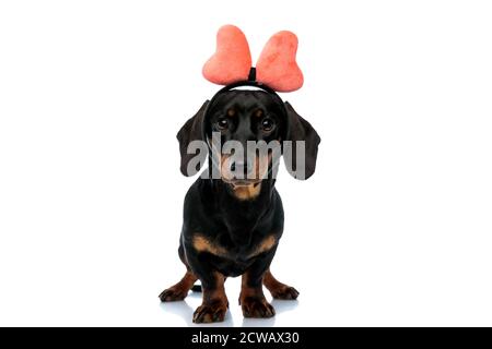 Adorable chiot Teckel portant un arceau, debout sur fond blanc de studio Banque D'Images