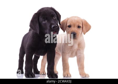 groupe de deux récupérateurs de labradors qui se panent et collent la langue, se tenant isolés sur fond blanc Banque D'Images