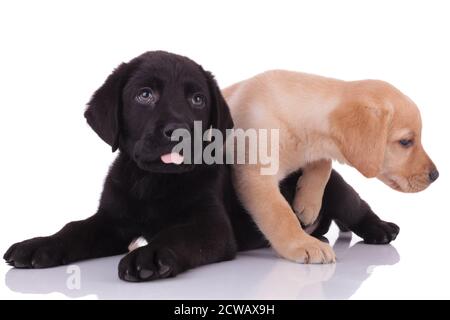 une équipe de deux labrador retricheurs se panant, regardant et câliner, isolés sur fond blanc Banque D'Images