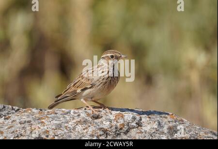 Larche de bois ou larche de bois (Lullula arborea) perchée sur un rocher, dans la réserve naturelle espagnole. Espagne. Banque D'Images