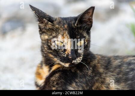 Gros plan d'un chat doré et noir avec des yeux jaunes sur un sol en pierre Banque D'Images