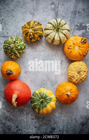 De la vue ci-dessus de divers types mignons mini citrouilles placées en cercle avec espace avec espace de copie Banque D'Images