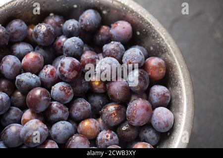 Le bullace, un type de prune, qui ont été cueillis dans un arbre poussant près des maisons. Ils ont été lavés en préparation de la confiture. Dorset Angleterre GB Banque D'Images
