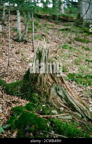 Des restes ligneux d'un arbre surcultivé avec de la mousse sur des feuilles sèches dans la forêt d'automne. Banque D'Images