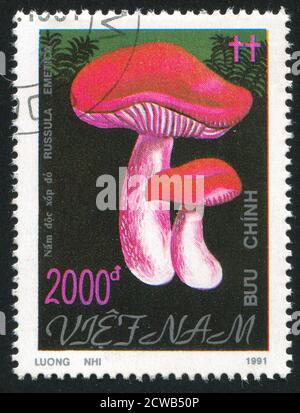 VIET NAM - VERS 1991: Timbre imprimé par le Viet Nam, montre des champignons, vers 1991 Banque D'Images