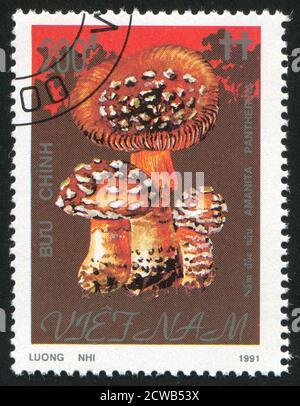 VIET NAM - VERS 1991: Timbre imprimé par le Viet Nam, montre des champignons, vers 1991 Banque D'Images