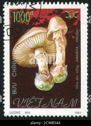 VIET NAM - VERS 1991: Timbre imprimé par le Viet Nam, montre des champignons, vers 1991 Banque D'Images