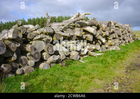 Pile de billes à côté de la voie sud de l'Upland dans les collines de Lammermuir, Berwickshire, frontières écossaises, Royaume-Uni. Banque D'Images