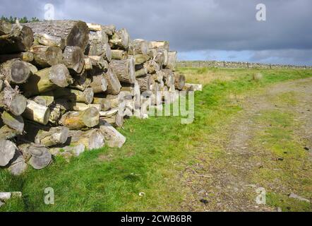 Pile de billes à côté de la voie sud de l'Upland dans les collines de Lammermuir, Berwickshire, frontières écossaises, Royaume-Uni. Banque D'Images