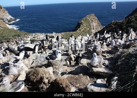 Colonie d'albatros brun noir, West point, îles Falkland, Malvinas Banque D'Images