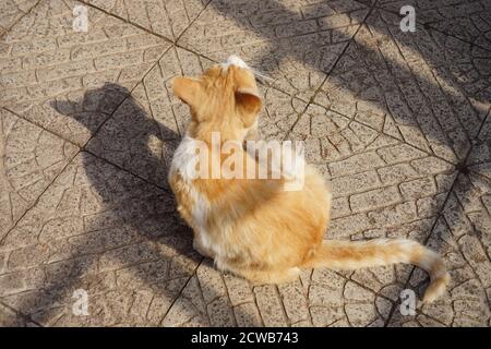 Paw De Chat Blanc Gingembre Egratignures Derriere L Oreille Sur L Ancienne Cloture D Ardoise Rurale Photo Stock Alamy