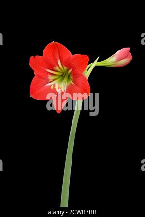 Gros plan Amaryllis Baby Star Flower isolé sur fond noir avec Masque Banque D'Images