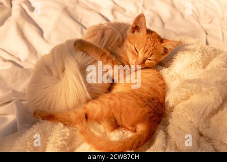 Petit chaton blanc rouge dort avec une boule de fil blanc. Le chaton a joué et s'est endormi Banque D'Images