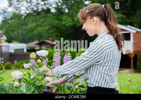 jolie jeune femme coupe une pivoine rose avec des ciseaux de jardin au milieu fleurs de lupin Banque D'Images