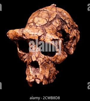 Crâne d'un Sahelanthropus tchadensis une espèce éteinte du Hominae ...