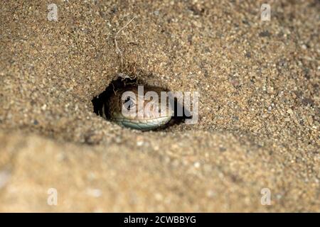 Le lézard de sable (Lacerta agilis) se cache dans le sable, réserve spéciale 'Sables de Jurdjevac' en Croatie Banque D'Images