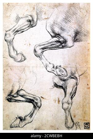 Quatre études des jambes des chevaux, c1500. Artiste: Leonardo da Vinci. Léonard de Vinci, est un math italien de la Renaissance dont les domaines d'intérêt incluent la science et l'invention, le dessin, la peinture, la sculpture, l'architecture, la musique et les mathématiques. Banque D'Images