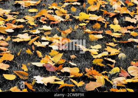 Feuilles d'érable sèches jaunes d'automne sur l'herbe. Mise au point sélective. Arrière-plan naturel. Effet de couleur sélectif Banque D'Images