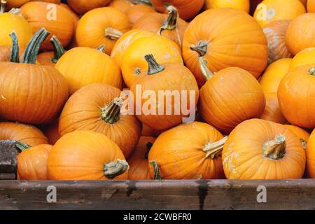 Chasse d'automne de citrouilles dans de grandes caisses en bois sur la rue du marché. Banque D'Images