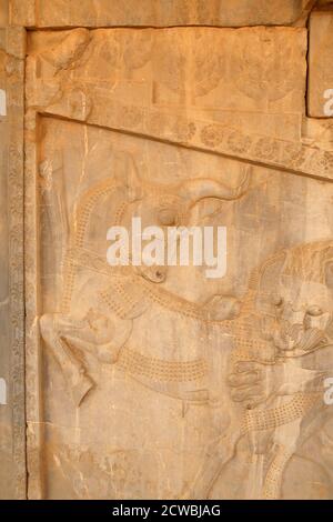 Relief représentant un Lion attaquant un boeuf représenté en relief Sur le Stairway est de l'Apadana ou audience Hall De Persepolis Banque D'Images