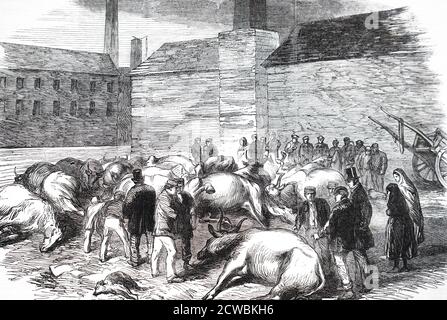Gravure illustrant les conséquences de l'inondation de Sheffield et de ses environs en raison de l'échec de la Dale Dyke du réservoir de Bradfield : 11 mars 1864. Il y a eu des dommages importants et des pertes de vie. Noyés chevaux et bétail près de la rivière Don Banque D'Images