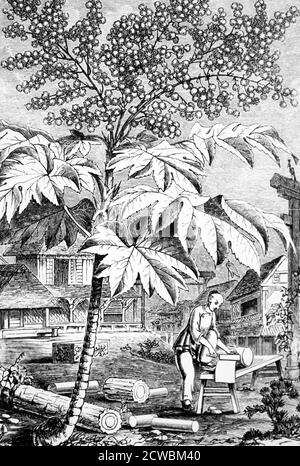 Gravure illustrant le processus de fabrication du papier de riz en Chine. La plante est Aralia papyrifera dont la pulpe a fait le papier de riz. Banque D'Images