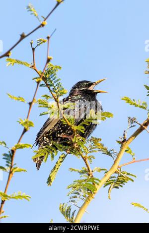 Starling commun ou européen (Sturnus vulgaris) perché sur un arbre de fièvre chantant au coucher du soleil, Cap-Occidental, Afrique du Sud Banque D'Images