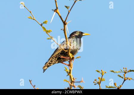 Starling commun ou européen (Sturnus vulgaris) perché sur un arbre de fièvre au coucher du soleil, Cap occidental, Afrique du Sud Banque D'Images