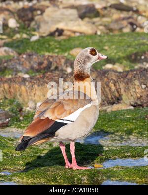 La Bernache d'Égypte mâle (Alopochen aegyptiaca) à la piscine d'arock de la réserve naturelle de Stony point, à Betty's Bay, Western Cape, Afrique du Sud Banque D'Images