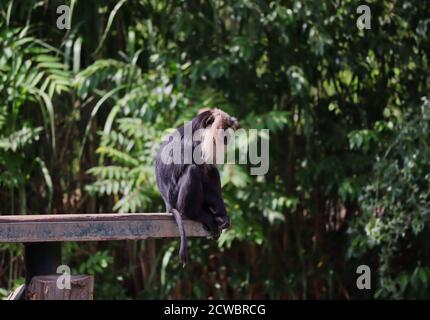 Macaque aux cheveux noirs et Mane argent-blanc se trouve sur le bord du bois dans le zoo. La macaque à queue de lion (Macaca Silenus), est également appelée le Wanderoo. Banque D'Images