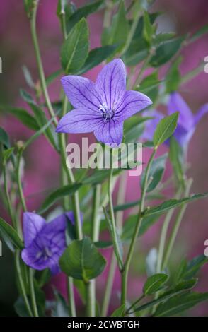 Fleur de ballons Platycodon Grandiflorus Banque D'Images