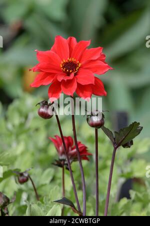 Dahlia rouge 'Evêque de Llandaff' Banque D'Images