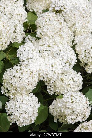 Hydrangea arborescens 'Annabelle' en fleur Banque D'Images