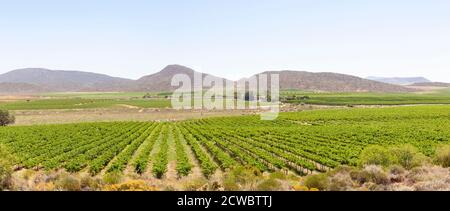 Panorama des vignobles spr en brume d'aube près de McGregor, Robertson Wine Valley, Western Cape Winelands, Afrique du Sud Banque D'Images