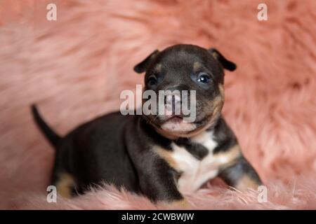 Adorable chiot américain Bully souriant et heureux debout sur fond de fourrure Banque D'Images