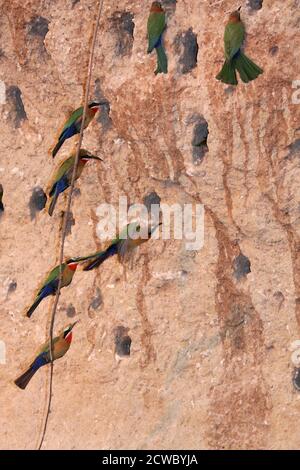 Les Bee-Eaters à front blanc nichent dans de grandes colonies sur les berges où le le sol alluvial doux est idéal pour creuser leurs deux mètres tunnels longs Banque D'Images