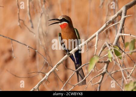 Les Bee-Eaters à front blanc nichent dans de grandes colonies sur les berges où le le sol alluvial doux est idéal pour creuser leurs deux mètres tunnels longs Banque D'Images