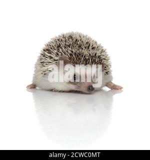 Heureux hérisson souriant et allongé sur fond blanc de studio Banque D'Images