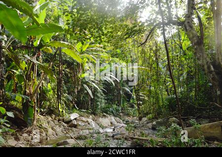 paysage de forêt et de rive en forêt Banque D'Images