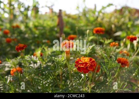 Magnifiques marigolds dans un jardin jaune Banque D'Images