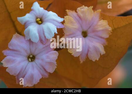 Bougainvillea plante de petites fleurs roses et blanches en face de feuilles de couleur orange. Banque D'Images