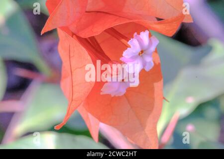 Bougainvillea plante de petites fleurs roses en face de feuilles de couleur orange. Banque D'Images