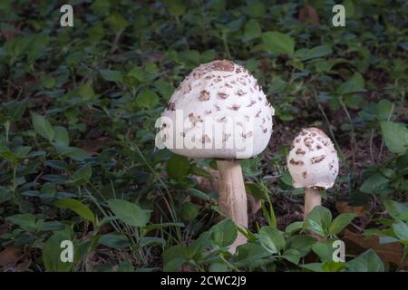 Une paire de champignons de champ Chlorophyllum molybdites qui poussent dans une cour du Texas. Banque D'Images