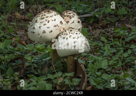 Trois champignons de campagne Chlorophyllum molybdites qui poussent dans une cour du Texas. Banque D'Images